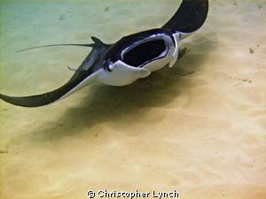 8ft manta,snorkeling@12+ by Christopher Lynch 